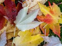 Wassertropfen auf farbigen Wilder Wein Blätter